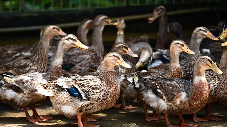 vịt cỏ vịt cỏ