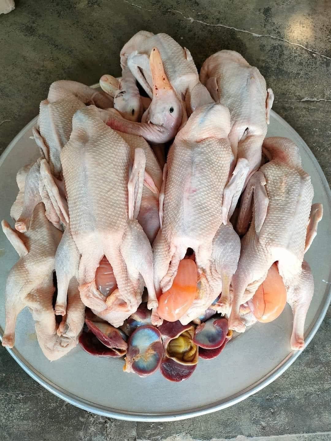 vịt đẻ vịt đẻ