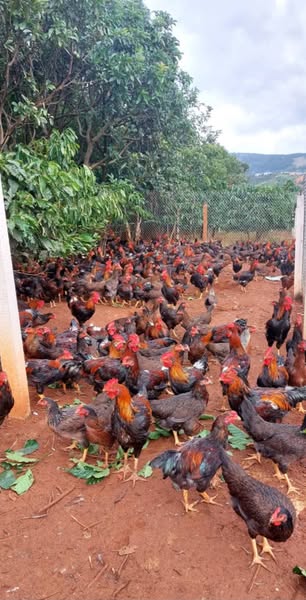 523326318_122101819478946458_4192014780991067125_n 523326318_122101819478946458_4192014780991067125_n