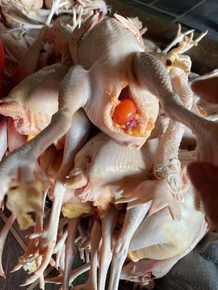 525751306_1249471150301382_4836848598191250066_n 525751306_1249471150301382_4836848598191250066_n